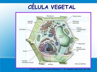 CÉLULA VEGETAL




Amabis & Martho,Conceitos de Biologia, v 1, Ed. Moderna. São Paulo, SP. 2001
 