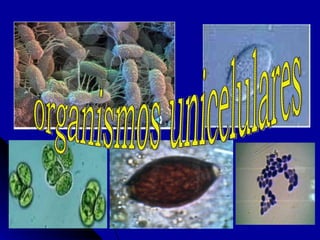 organismos unicelulares 