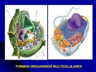 FORMAN ORGANISMOS MULTICELULARES 