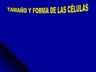 TAMAÑO Y FORMA DE LAS CÉLULAS 
