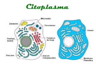 Citoplasma
 