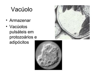 Vacúolo
• Armazenar
• Vacúolos
  pulsáteis em
  protozoários e
  adipócitos
 