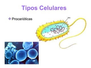 Tipos Celulares
Procarióticas
 