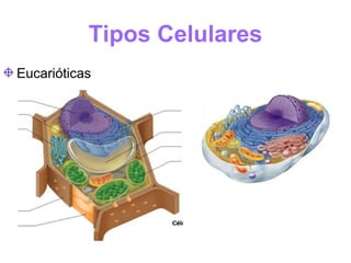 Tipos Celulares
Eucarióticas
 