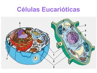 Células Eucarióticas
 