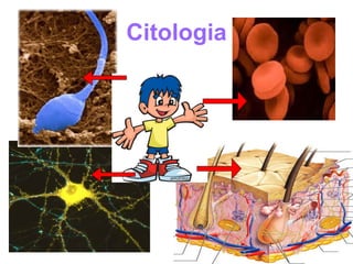 Citologia
 