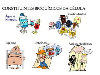 CONSTITUINTES BIOQUÍMICOS DA CÉLULA
                           Carboidratos
 Água e
 Minerais




 Lipídios    Proteínas     Ácidos Nucléicos

                                     O segredo
                                     da vida!
 