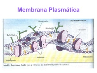 Membrana Plasmática
 