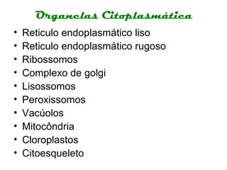 Organelas Citoplasmática
•   Reticulo endoplasmático liso
•   Reticulo endoplasmático rugoso
•   Ribossomos
•   Complexo de golgi
•   Lisossomos
•   Peroxissomos
•   Vacúolos
•   Mitocôndria
•   Cloroplastos
•   Citoesqueleto
 