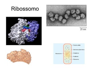 Ribossomo
 