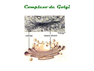 Complexo de Golgi
 
