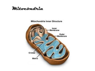 Mitocôndria
 