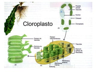 Cloroplasto
 