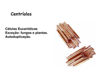 Centríolos


Células Eucarióticas
Exceção: fungos e plantas.
Autoduplicação.
 