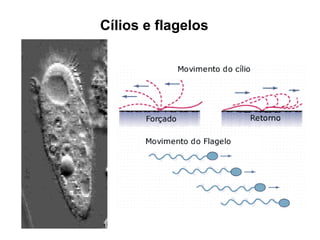 Cílios e flagelos
 