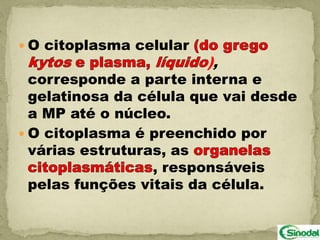  O citoplasma celular
                         ),
  corresponde a parte interna e
  gelatinosa da célula que vai desde
  a MP até o núcleo.
 O citoplasma é preenchido por
  várias estruturas, as
                  , responsáveis
  pelas funções vitais da célula.
 