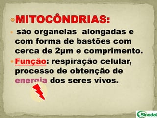  são organelas alongadas e
  com forma de bastões com
  cerca de 2µm e comprimento.
 Função: respiração celular,
  processo de obtenção de
  energia dos seres vivos.
 