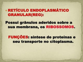 Possui grânulos aderidos sobre a
 sua membrana, os                .

          : síntese de proteínas e
   seu transporte no citoplasma.
 