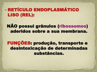 NÃO possui grânulos (         )
 aderidos sobre a sua membrana.

         : produção, transporte e
 desintoxicação de determinadas
           substâncias.
 