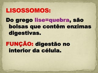 Do grego            , são
 bolsas que contêm enzimas
 digestivas.

         : digestão no
interior da célula.
 