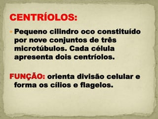  Pequeno cilindro oco constituído
 por nove conjuntos de três
 microtúbulos. Cada célula
 apresenta dois centríolos.

        : orienta divisão celular e
 forma os cílios e flagelos.
 