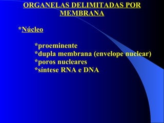 ORGANELAS DELIMITADAS POR MEMBRANA * Núcleo *proeminente *dupla membrana (envelope nuclear) *poros nucleares *síntese RNA e DNA 