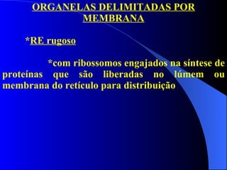 ORGANELAS DELIMITADAS POR MEMBRANA * RE rugoso *com ribossomos engajados na síntese de proteínas que são liberadas no lúmem ou membrana do retículo para distribuição 