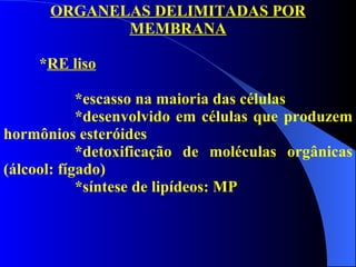 ORGANELAS DELIMITADAS POR MEMBRANA * RE liso *escasso na maioria das células *desenvolvido em células que produzem hormônios esteróides *detoxificação de moléculas orgânicas (álcool: fígado) *síntese de lipídeos: MP 
