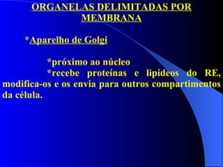ORGANELAS DELIMITADAS POR MEMBRANA * Aparelho de Golgi *próximo ao núcleo *recebe proteínas e lipídeos do RE, modifica-os e os envia para outros compartimentos da célula. 