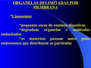 ORGANELAS DELIMITADAS POR MEMBRANA * Lisossomos *pequenos sacos de enzimas digestivas *degradam organelas e moléculas endocitadas *os materiais passam antes pelos endossomos que distribuem as partículas 