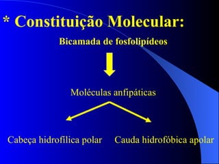 * Constituição Molecular: Bicamada de fosfolipídeos Cauda hidrofóbica apolar Moléculas anfipáticas Cabeça hidrofílica polar 