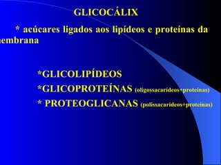 GLICOCÁLIX * acúcares ligados aos lipídeos e proteínas da  membrana *GLICOLIPÍDEOS *GLICOPROTEÍNAS  (oligossacarídeos+proteínas) * PROTEOGLICANAS  (polissacarídeos+proteínas) 