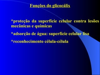 Funções do glicocálix *proteção da superfície celular contra lesões  mecânicas e químicas *adsorção de água: superfície celular lisa *reconhecimento célula-célula 