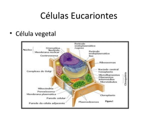 Células Eucariontes
• Célula vegetal