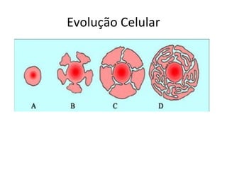 Evolução Celular