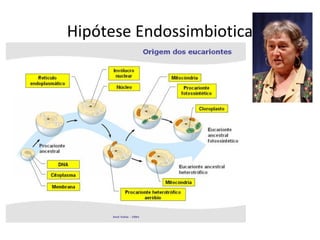 Hipótese Endossimbiotica