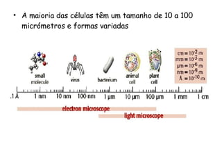 • A maioria das células têm um tamanho de 10 a 100
micrómetros e formas variadas