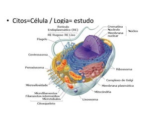 • Citos=Célula / Logia= estudo