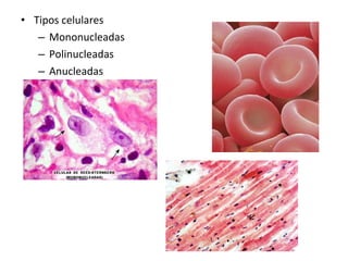 • Tipos celulares
– Mononucleadas
– Polinucleadas
– Anucleadas