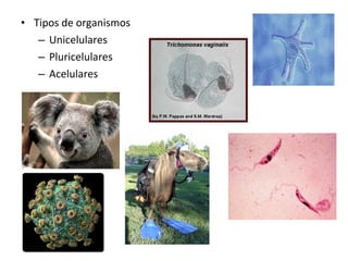 • Tipos de organismos
– Unicelulares
– Pluricelulares
– Acelulares