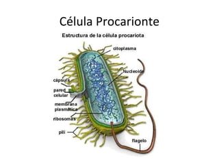 Célula Procarionte