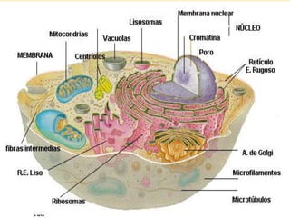  Membrana celular: Toda a célula, seja procarionte
ou eucarionte, apresenta uma membrana que
isola do meio exterior: a me...