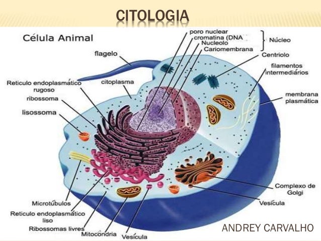 Fisiologia da celula humana