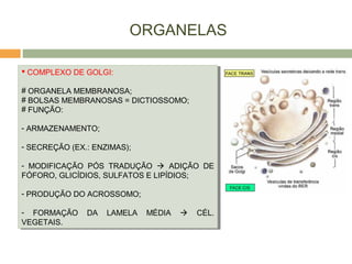 ORGANELAS
 COMPLEXO DE GOLGI:
# ORGANELA MEMBRANOSA;
# BOLSAS MEMBRANOSAS = DICTIOSSOMO;
# FUNÇÃO:
- ARMAZENAMENTO;
- SECREÇÃO (EX.: ENZIMAS);
- MODIFICAÇÃO PÓS TRADUÇÃO  ADIÇÃO DE
FÓFORO, GLICÍDIOS, SULFATOS E LIPÍDIOS;
- PRODUÇÃO DO ACROSSOMO;
- FORMAÇÃO DA LAMELA MÉDIA  CÉL.
VEGETAIS.
 COMPLEXO DE GOLGI:
# ORGANELA MEMBRANOSA;
# BOLSAS MEMBRANOSAS = DICTIOSSOMO;
# FUNÇÃO:
- ARMAZENAMENTO;
- SECREÇÃO (EX.: ENZIMAS);
- MODIFICAÇÃO PÓS TRADUÇÃO  ADIÇÃO DE
FÓFORO, GLICÍDIOS, SULFATOS E LIPÍDIOS;
- PRODUÇÃO DO ACROSSOMO;
- FORMAÇÃO DA LAMELA MÉDIA  CÉL.
VEGETAIS.
 