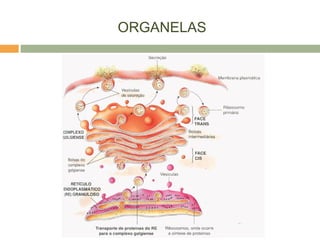ORGANELAS
 