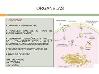 ORGANELAS
 LISOSSOMOS:
# ORGANELA MEMBRANOSA;
# POSSUEM MAIS DE 40 TIPOS DE
ENZIMAS (HIDROLASES);
# MEMBRANA LISOSSÔMICA  INFLUXO
DE H+
(TRANSPORTE ATIVO = pH 5) E
EFLUXO DE AMINOÁCIDOS E GLICÍDIOS;
# FUNÇÃO: DIGESTÃO INTRACELULAR.
# TIPOS DE DIGESTÃO:
- HETEROFAGIA;
- AUTOFAGIA;
- AUTÓLISE.
 LISOSSOMOS:
# ORGANELA MEMBRANOSA;
# POSSUEM MAIS DE 40 TIPOS DE
ENZIMAS (HIDROLASES);
# MEMBRANA LISOSSÔMICA  INFLUXO
DE H+
(TRANSPORTE ATIVO = pH 5) E
EFLUXO DE AMINOÁCIDOS E GLICÍDIOS;
# FUNÇÃO: DIGESTÃO INTRACELULAR.
# TIPOS DE DIGESTÃO:
- HETEROFAGIA;
- AUTOFAGIA;
- AUTÓLISE.
 