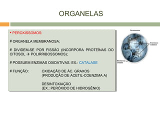 ORGANELAS
 PEROXISSOMOS:
# ORGANELA MEMBRANOSA;
# DIVIDEM-SE POR FISSÃO (INCORPORA PROTEÍNAS DO
CITOSOL  POLIRRIBOSSOMOS);
# POSSUEM ENZIMAS OXIDATIVAS. EX.: CATALASE
# FUNÇÃO: OXIDAÇÃO DE ÁC. GRAXOS
(PRODUÇÃO DE ACETIL-COENZIMA A)
DESINTOXIAÇÃO
(EX.: PERÓXIDO DE HIDROGÊNIO)
 PEROXISSOMOS:
# ORGANELA MEMBRANOSA;
# DIVIDEM-SE POR FISSÃO (INCORPORA PROTEÍNAS DO
CITOSOL  POLIRRIBOSSOMOS);
# POSSUEM ENZIMAS OXIDATIVAS. EX.: CATALASE
# FUNÇÃO: OXIDAÇÃO DE ÁC. GRAXOS
(PRODUÇÃO DE ACETIL-COENZIMA A)
DESINTOXIAÇÃO
(EX.: PERÓXIDO DE HIDROGÊNIO)
 