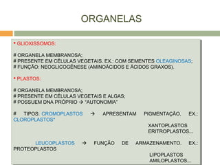 ORGANELAS
 GLIOXISSOMOS:
# ORGANELA MEMBRANOSA;
# PRESENTE EM CÉLULAS VEGETAIS. EX.: COM SEMENTES OLEAGINOSAS;
# FUNÇÃO: NEOGLICOGÊNESE (AMINOÁCIDOS E ÁCIDOS GRAXOS).
 PLASTOS:
# ORGANELA MEMBRANOSA;
# PRESENTE EM CÉLULAS VEGETAIS E ALGAS;
# POSSUEM DNA PRÓPRIO  “AUTONOMIA”
# TIPOS: CROMOPLASTOS  APRESENTAM PIGMENTAÇÃO. EX.:
CLOROPLASTOS*
XANTOPLASTOS
ERITROPLASTOS...
LEUCOPLASTOS  FUNÇÃO DE ARMAZENAMENTO. EX.:
PROTEOPLASTOS
LIPOPLASTOS
AMILOPLASTOS...
 GLIOXISSOMOS:
# ORGANELA MEMBRANOSA;
# PRESENTE EM CÉLULAS VEGETAIS. EX.: COM SEMENTES OLEAGINOSAS;
# FUNÇÃO: NEOGLICOGÊNESE (AMINOÁCIDOS E ÁCIDOS GRAXOS).
 PLASTOS:
# ORGANELA MEMBRANOSA;
# PRESENTE EM CÉLULAS VEGETAIS E ALGAS;
# POSSUEM DNA PRÓPRIO  “AUTONOMIA”
# TIPOS: CROMOPLASTOS  APRESENTAM PIGMENTAÇÃO. EX.:
CLOROPLASTOS*
XANTOPLASTOS
ERITROPLASTOS...
LEUCOPLASTOS  FUNÇÃO DE ARMAZENAMENTO. EX.:
PROTEOPLASTOS
LIPOPLASTOS
AMILOPLASTOS...
 