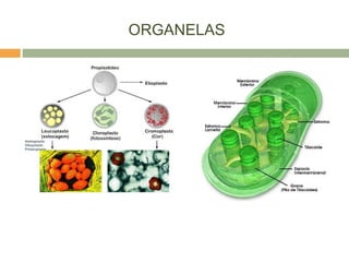 ORGANELAS
 