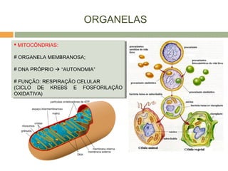 ORGANELAS
 MITOCÔNDRIAS:
# ORGANELA MEMBRANOSA;
# DNA PRÓPRIO  “AUTONOMIA”
# FUNÇÃO: RESPIRAÇÃO CELULAR
(CICLO DE KREBS E FOSFORILAÇÃO
OXIDATIVA)
 MITOCÔNDRIAS:
# ORGANELA MEMBRANOSA;
# DNA PRÓPRIO  “AUTONOMIA”
# FUNÇÃO: RESPIRAÇÃO CELULAR
(CICLO DE KREBS E FOSFORILAÇÃO
OXIDATIVA)
 